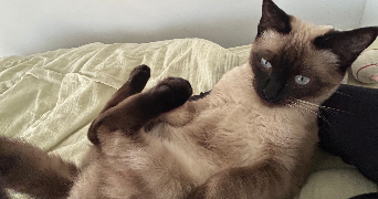 lisa pet sitter à BIARRITZ 64200_0