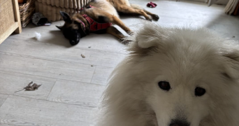 dusan pet sitter à VAUJOURS 93410_4