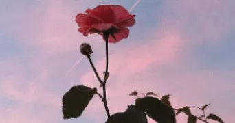 kaina pet sitter à L ISLE D ABEAU 38080