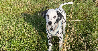 laura pet sitter à BREZOLLES 28270_4