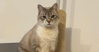 estelle pet sitter à CHAMBLY 60230_1