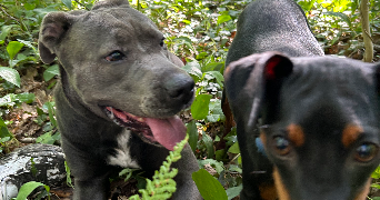 narjisse pet sitter à MONTMORENCY 95160_3