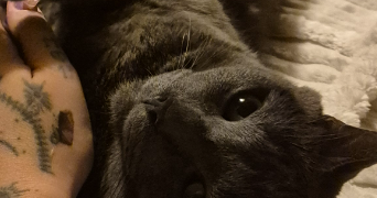 dalila pet sitter à NANTERRE 92000_2