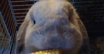 pauline pet sitter à L ISLE JOURDAIN 32600_7