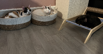 mégane pet sitter à CREPY EN VALOIS 60800_5