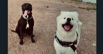 chloë pet sitter à LA SEYNE SUR MER 83500_8
