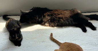tiffany cat sitter à PARIS 15 75015_3