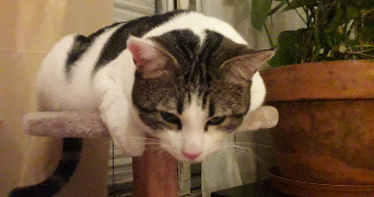 emeline pet sitter à ASNIERES SUR SEINE 92600_1