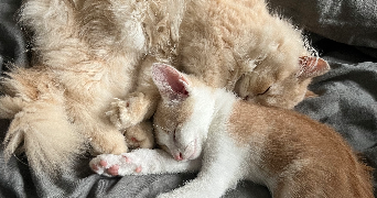 delneste pet sitter à TOULOUSE 31200_6