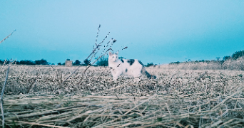 alison pet sitter à BISSEY SOUS CRUCHAUD 71390_0