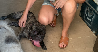 sophie pet sitter à PARIS 17 75017_6