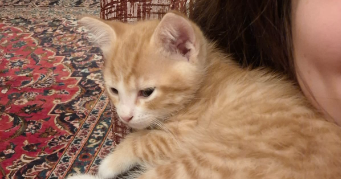 emma pet sitter à LILLE 59260_5