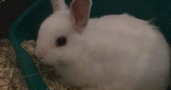 célia pet sitter à CHAMPIGNY SUR MARNE 94500_2