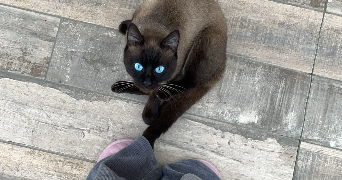 angelina cat sitter à TOULON 83000_1