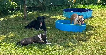 nicolas pet sitter à Mulhouse 68100_2