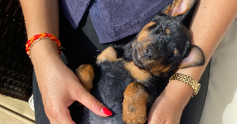 chloé pet sitter à PARIS 15 75015_6
