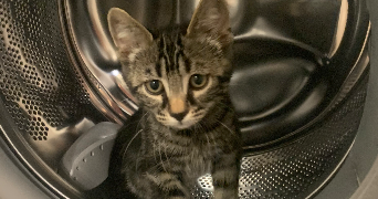 pauline pet sitter à BORDEAUX 33000_5