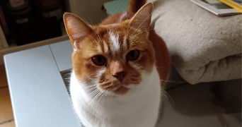 isabelle pet sitter à CHANTENAY VILLEDIEU 72430_2