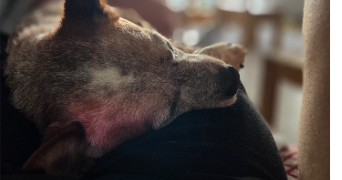 romane pet sitter à MONTIGNY SUR LOING 77690_1