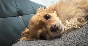 alyx pet sitter à NOUZONVILLE 08700_3