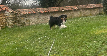 apolline pet sitter à POITIERS 86000_4