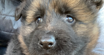 célya pet sitter à AGEN 47000_3