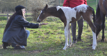 florence pet sitter à LA CHAPELLE BOUEXIC 35330_1