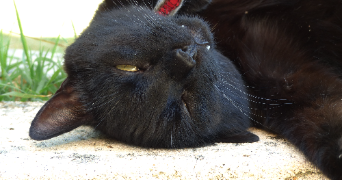 olivia pet sitter à BRISSAC LOIRE AUBANCE 49320_2