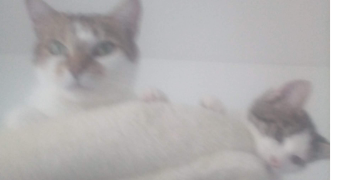 angélique pet sitter à PAUILLAC 33250_0