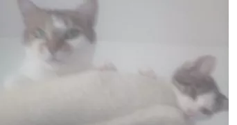 angélique pet sitter à PAUILLAC 33250