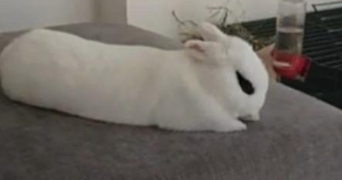 océane pet sitter à PARIS 20 75020_6