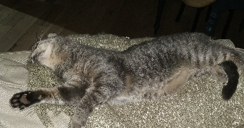 catherine pet sitter à MAROLLES EN BRIE 94440_5