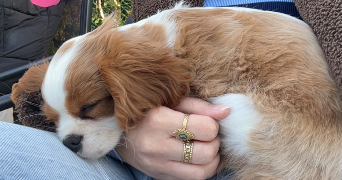 anna pet sitter à LORMONT 33310_1