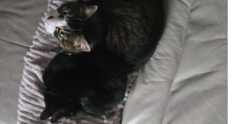 océane pet sitter à CANNES 06400_1