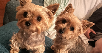corinne pet sitter à VITRY SUR SEINE 94400_1