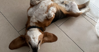 valentin pet sitter à RENNES 35000_2