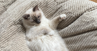 alexandra pet sitter à PARIS 11 75011_1