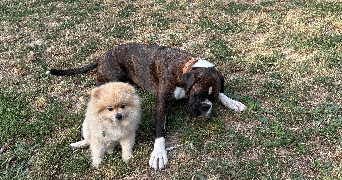 clara pet sitter à LYON 03 69003_5