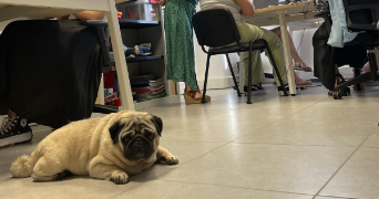 hayley pet sitter à OULLINS 69600_2