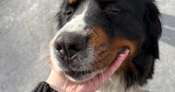 nora pet sitter à GOZÉE 6534_8