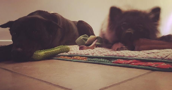 mauryne pet sitter à LOUGRATTE 47290_6