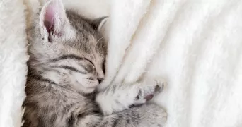 ophélie pet sitter à TULLINS 38210