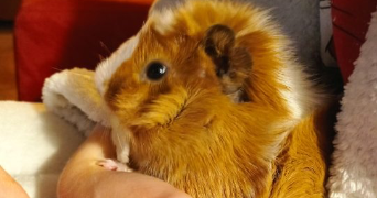 luisa pet sitter à PARIS 12 75012_2