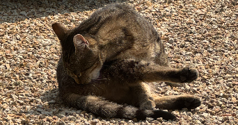 vanessa pet sitter à Rennes 35000_1