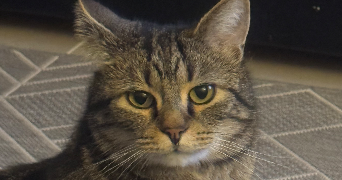 brigitte pet sitter à PERSAN 95340_0