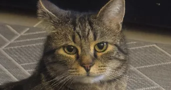 brigitte pet sitter à PERSAN 95340