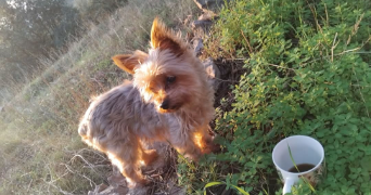 florence pet sitter à OLLIOULES 83190_1