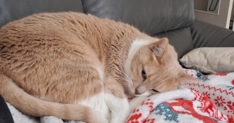aurelie pet sitter à CHAMPIGNY SUR MARNE 94500_2