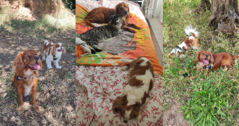 sania pet sitter à NICE 06200_5