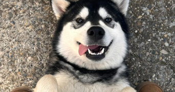 pauline pet sitter à ST MAXIMIN LA STE BAUME 83470_2